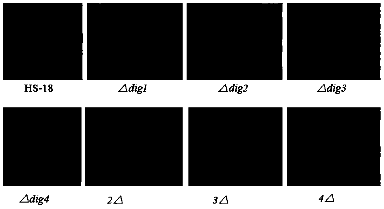 Diffusible signal factor (DSF) quorum sensing signal degradation genes and application thereof