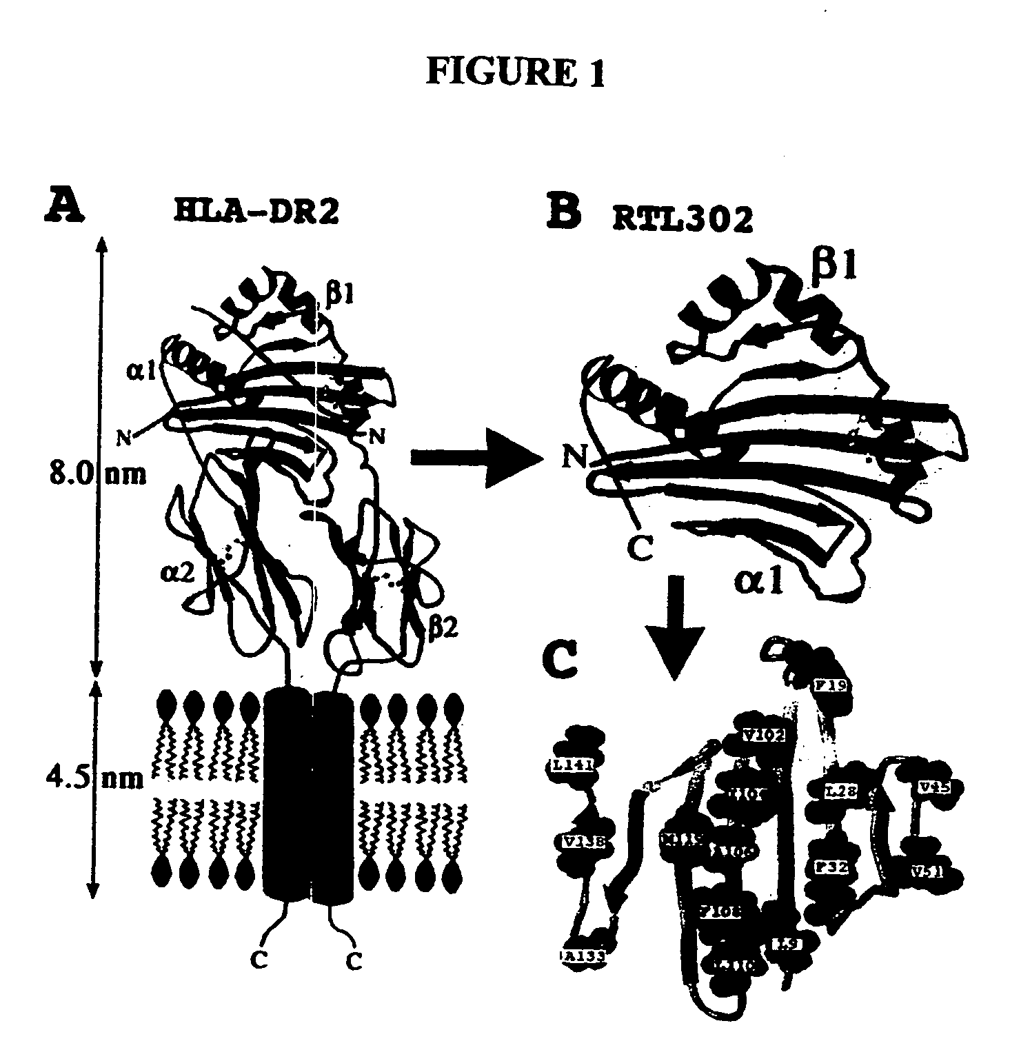 Monomeric recombinant MHC molecules useful for manipulation of antigen-specific T cells