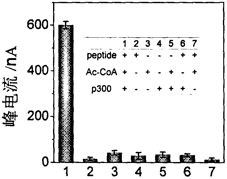 Construction method and application of electrochemical Faraday cage immunosensor for detecting activity of histone acetyltransferase