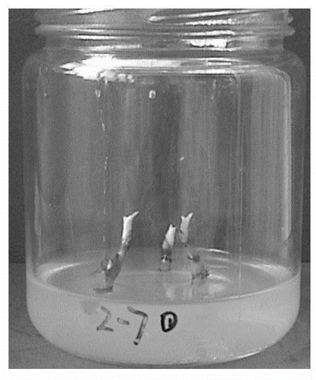 Houttuynia cordata aerial stem tissue culture rapid propagation method