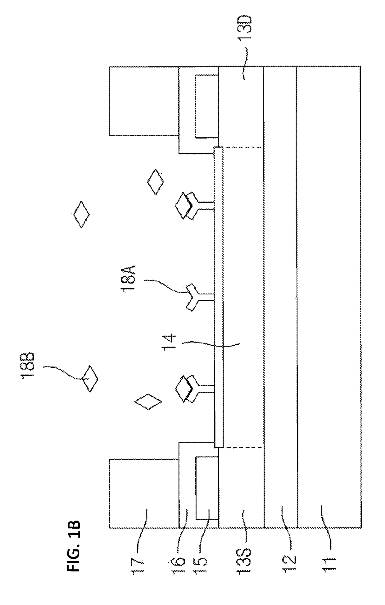 Nanowire field-effect sensor including nanowires having network structure and fabrication method thereof