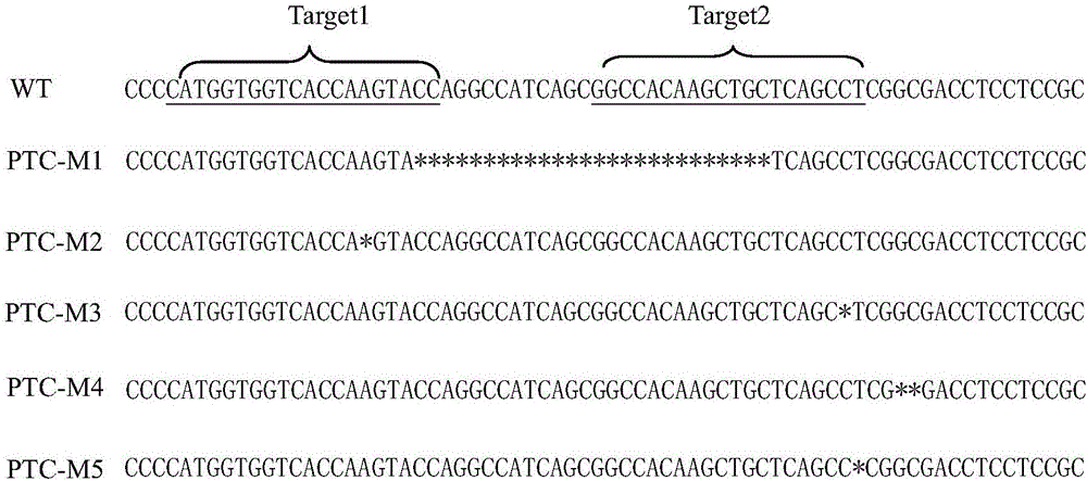 Method for cultivating rice common nuclear sterile lines