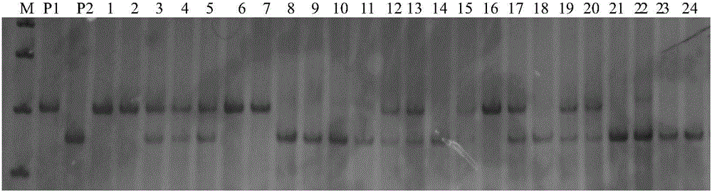 Method for cultivating rice common nuclear sterile lines