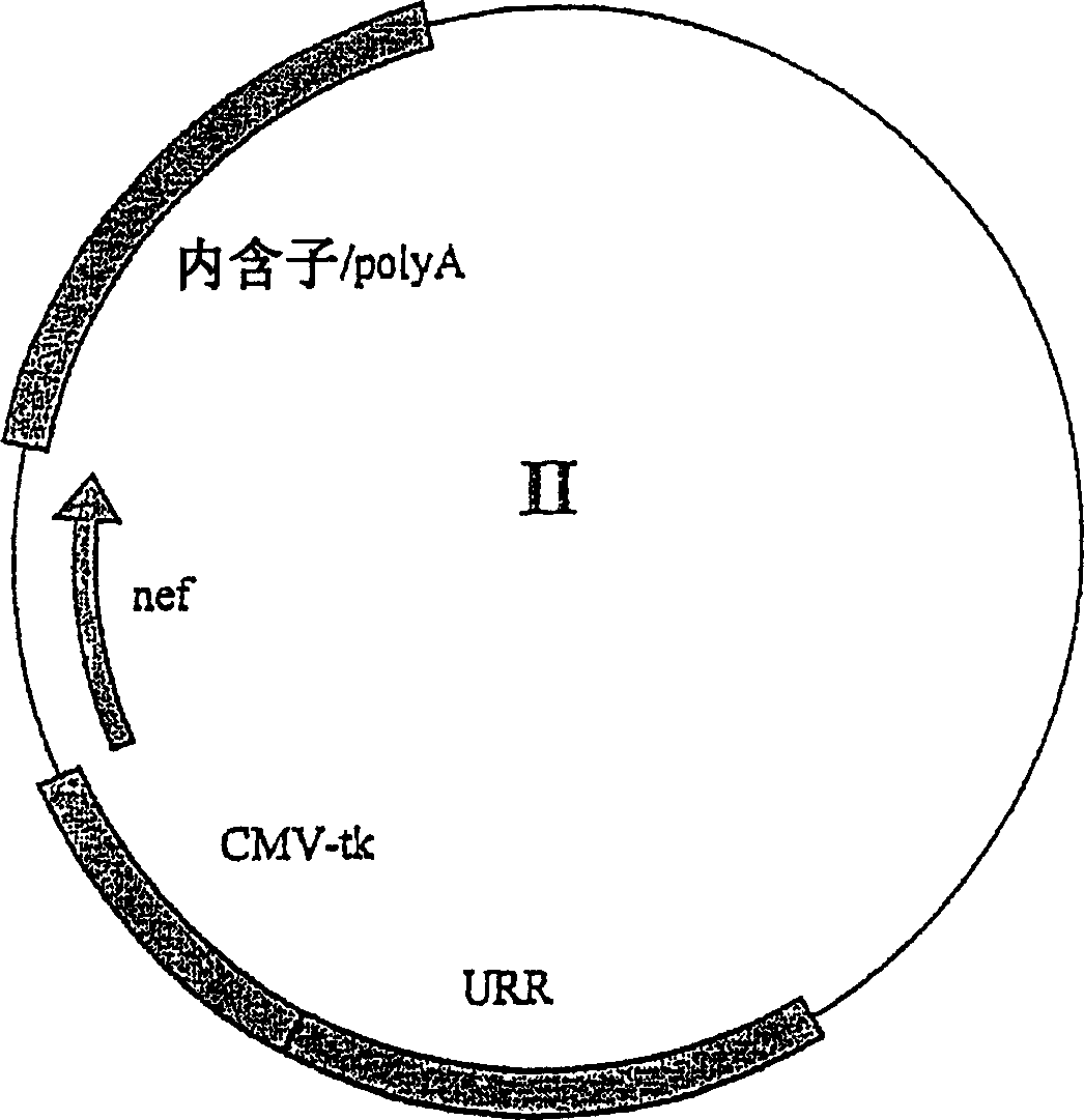 Novel expression vectors and uses thereof