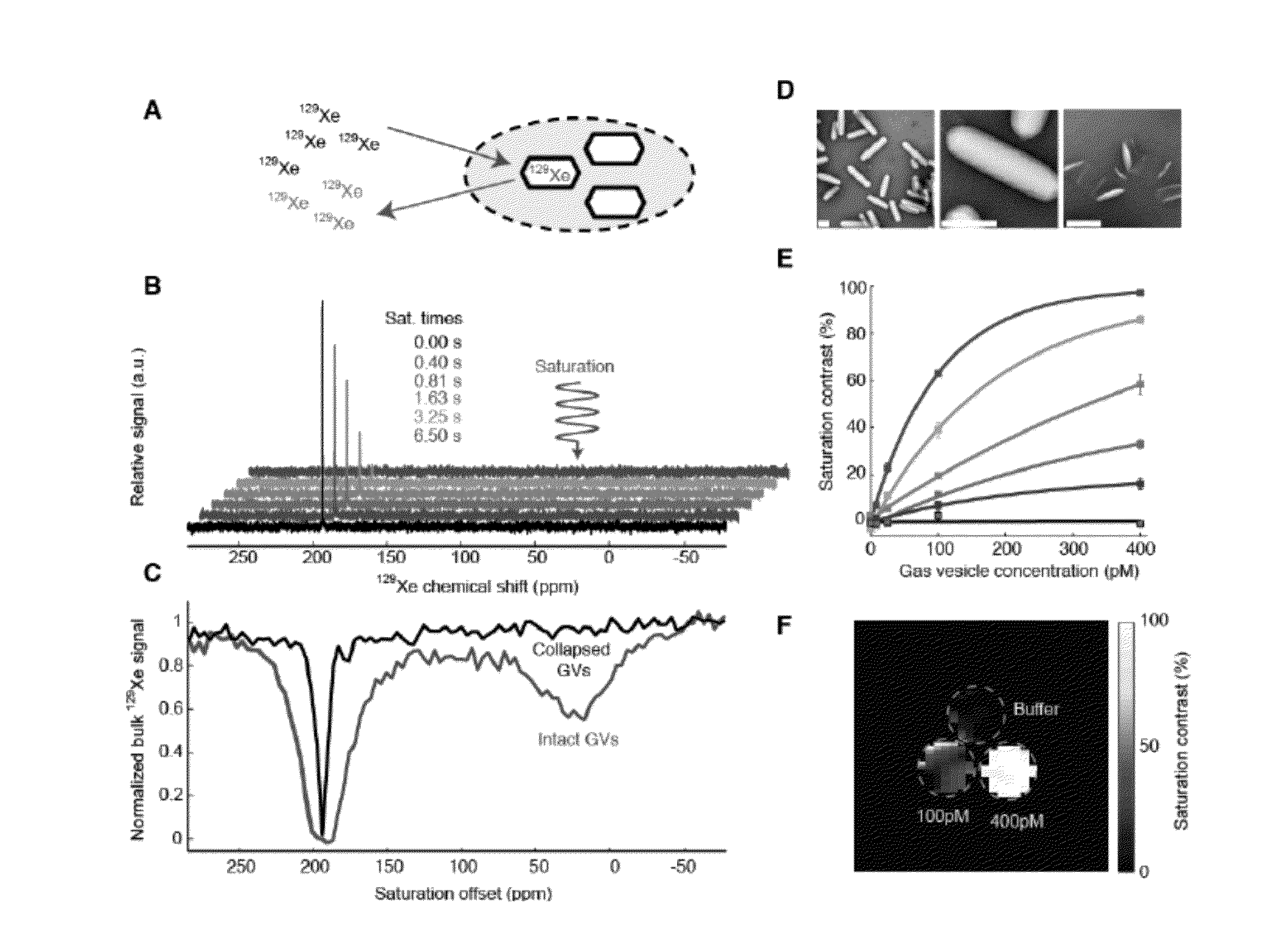 Gas vesicle magnetic resonance imaging contrast agents and methods of using the same