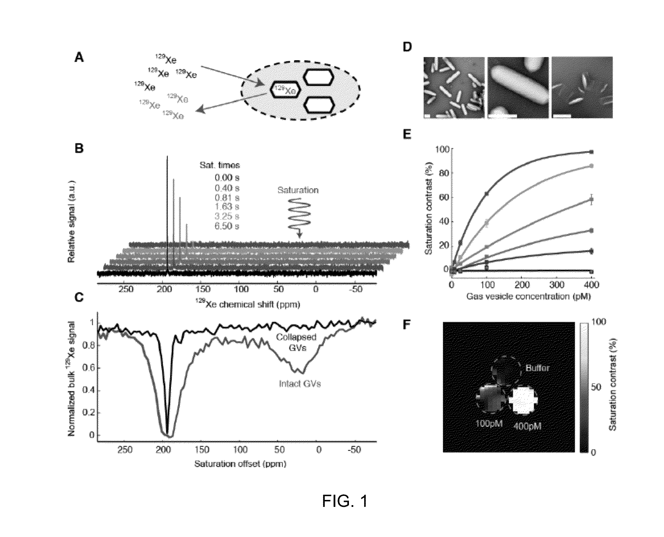 Gas vesicle magnetic resonance imaging contrast agents and methods of using the same