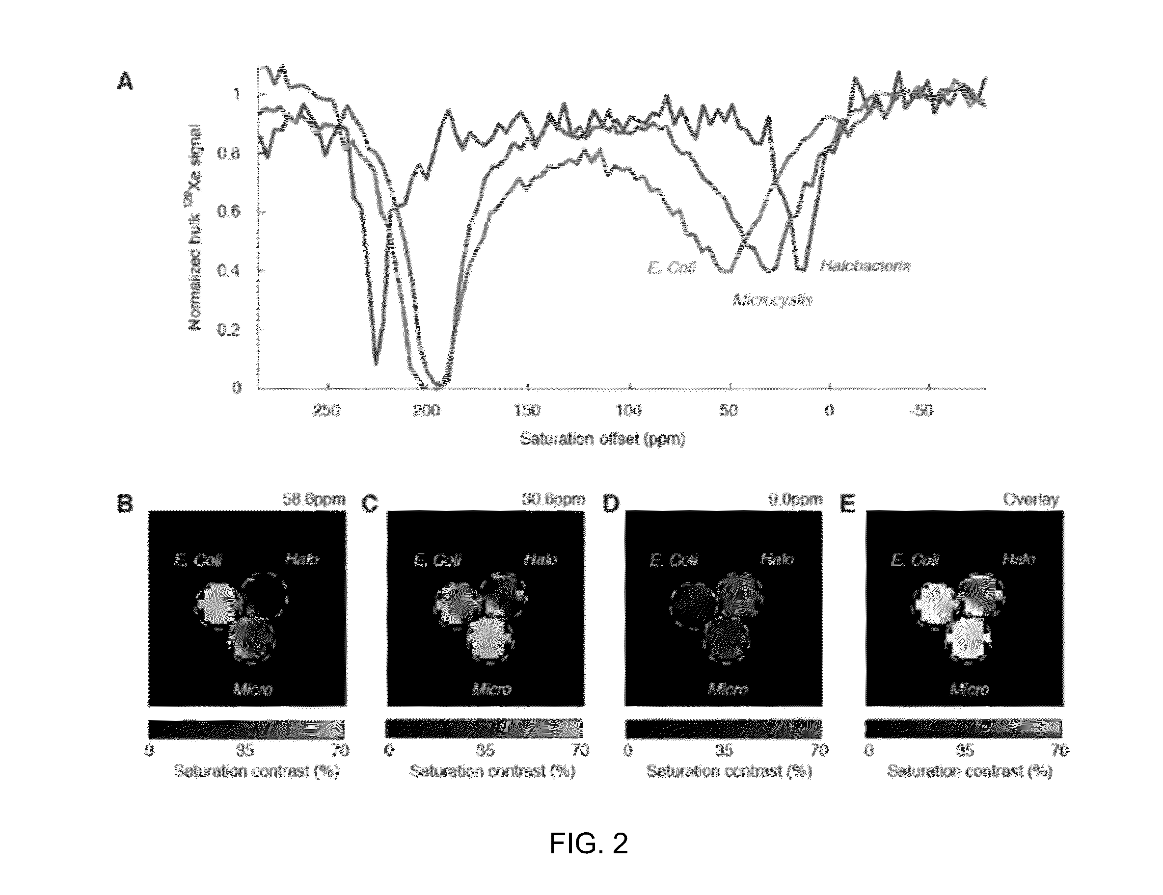 Gas vesicle magnetic resonance imaging contrast agents and methods of using the same