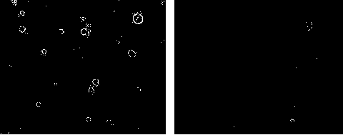 A kind of Nile red staining method of poultry primordial germ cells