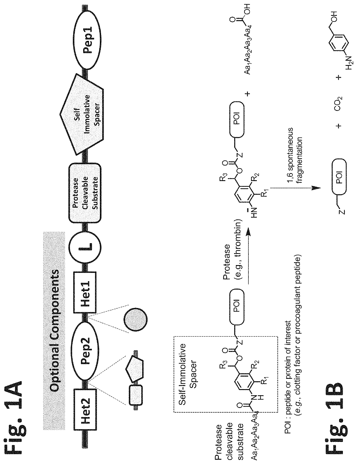 Procoagulant compounds