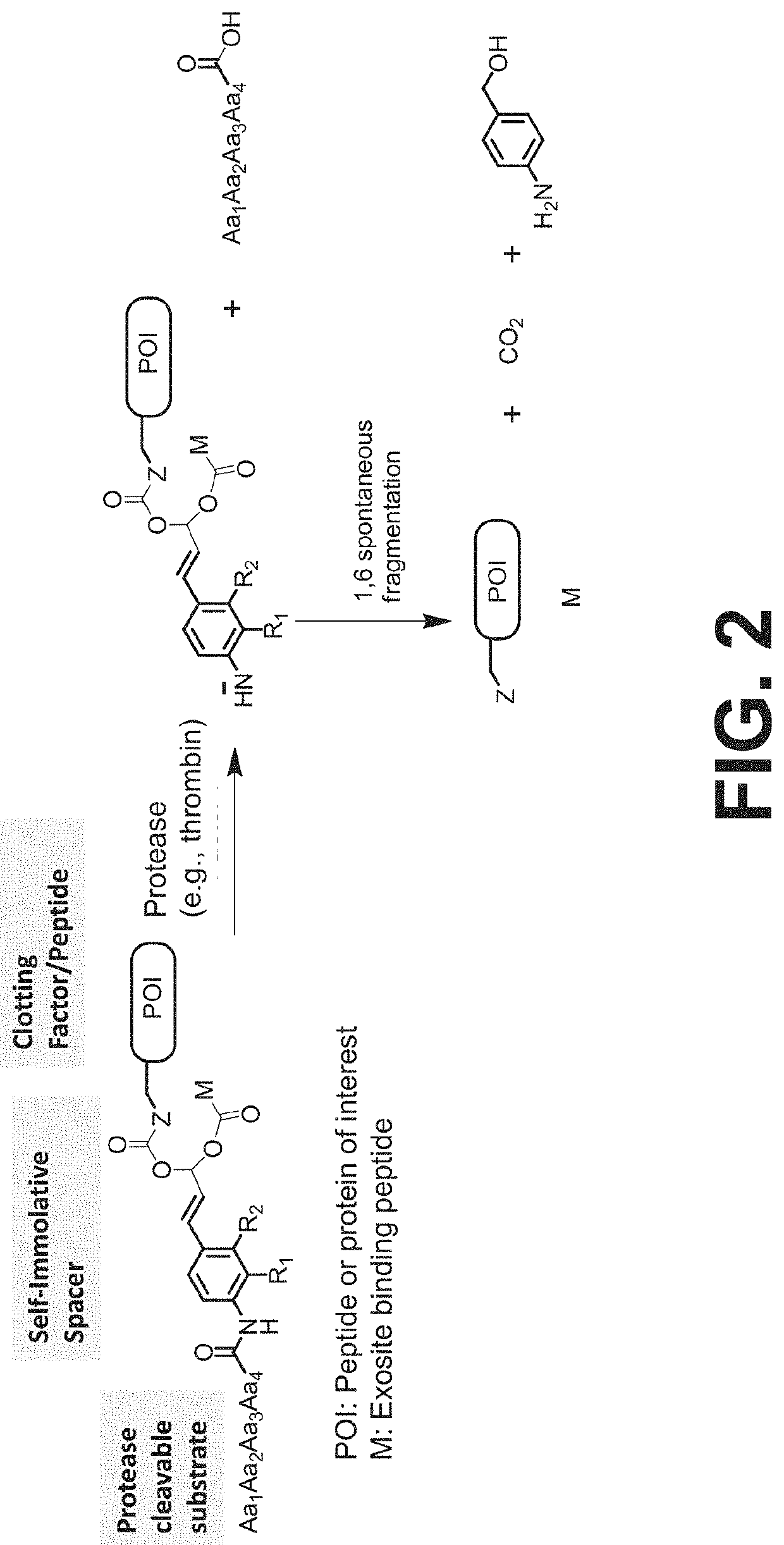 Procoagulant compounds