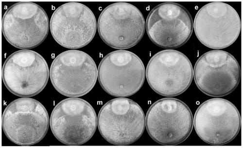 Trichoderma virens for preventing and controlling phytophthora capsici and application thereof, and capsicum frutescens l. cultivation method