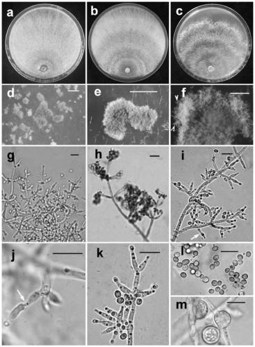 Trichoderma virens for preventing and controlling phytophthora capsici and application thereof, and capsicum frutescens l. cultivation method