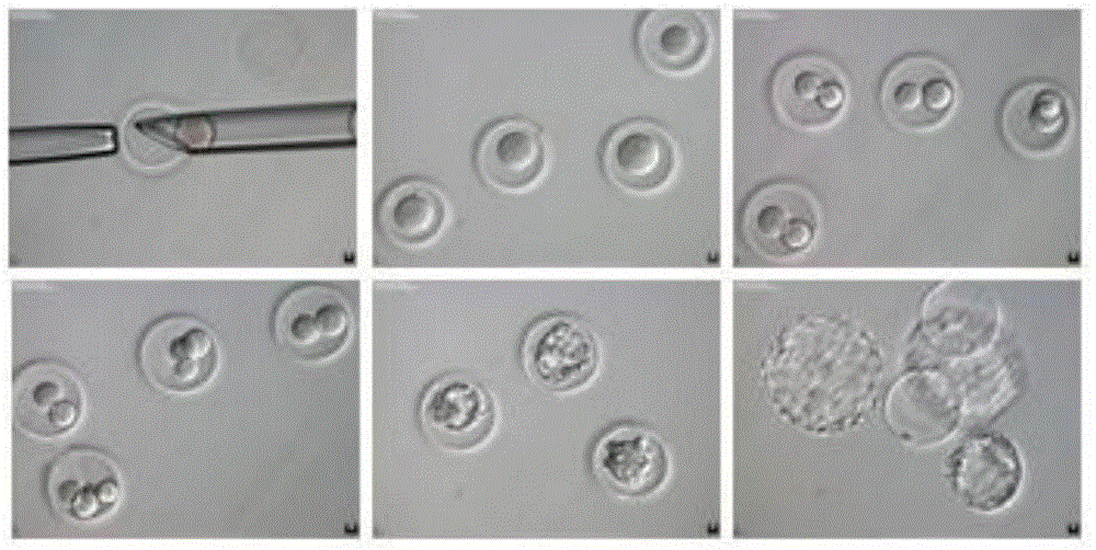 Method and culture medium for cultivating transgenic animal embryo cells or transgenic animals