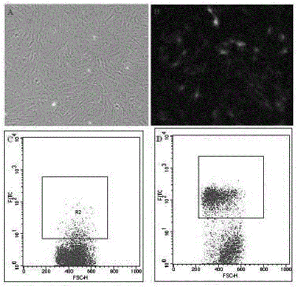 Method for constructing rat bone mesenchymal stem cells (BMSCs) cell strain for expressing c-met protein through regulation of doxycycline