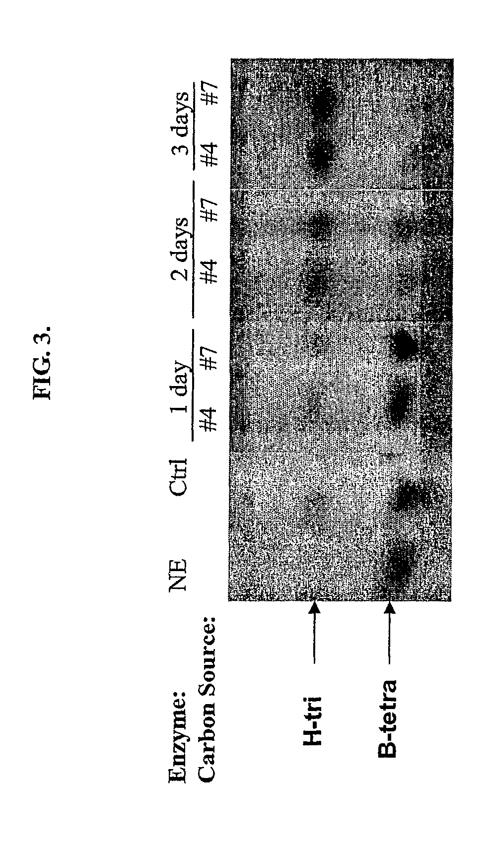 Method of preparing non-human tissues for xenotransplantation using α-galactosidase