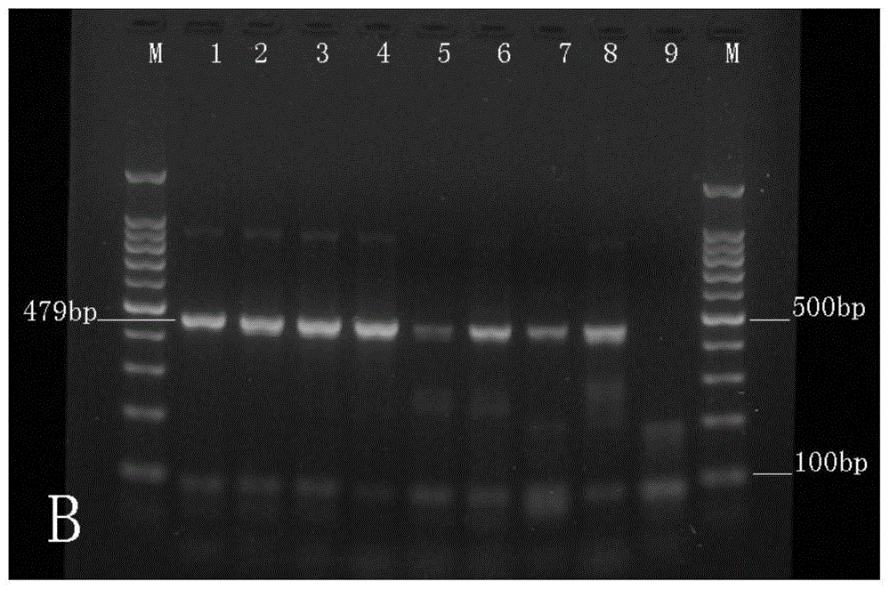 Folding primer multiple PCR malaria molecule diagnostic kit and detection method thereof