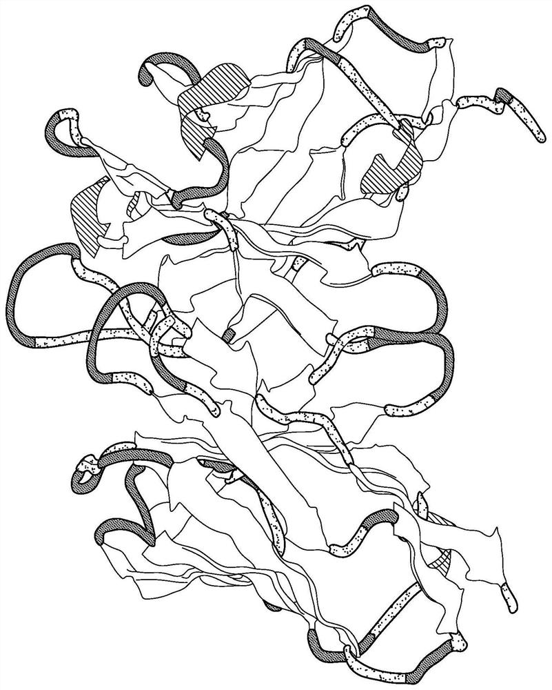 HLA-G specific chimeric antigen receptor, nucleic acid encoding HLA-G specific chimeric antigen receptor, expression plastid of HLA-G specific chimeric antigen receptor, cell expressing HLA-G specific chimeric antigen receptor, application of cell and composition