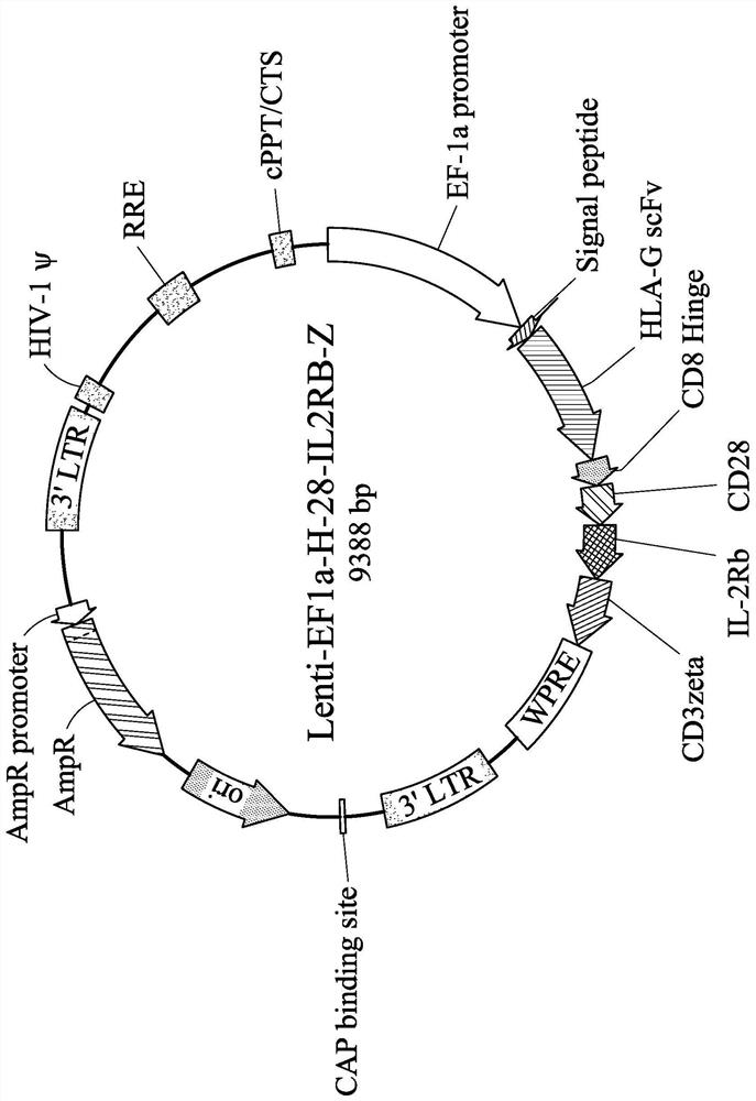 HLA-G specific chimeric antigen receptor, nucleic acid encoding HLA-G specific chimeric antigen receptor, expression plastid of HLA-G specific chimeric antigen receptor, cell expressing HLA-G specific chimeric antigen receptor, application of cell and composition