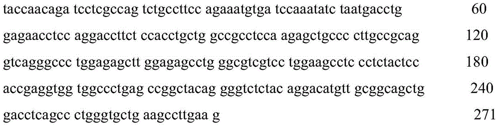 The pcr-sscp detection kit and detection method of the growth velocity related gene leptin of Gansu alpine fine-wool sheep