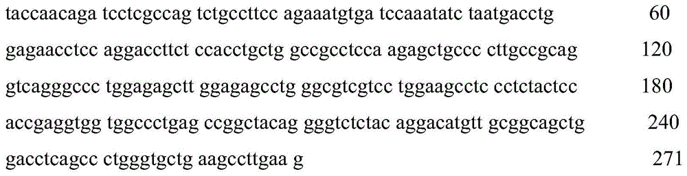 The pcr-sscp detection kit and detection method of the growth velocity related gene leptin of Gansu alpine fine-wool sheep