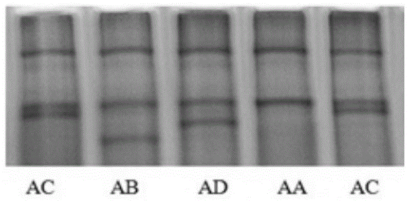 The pcr-sscp detection kit and detection method of the growth velocity related gene leptin of Gansu alpine fine-wool sheep