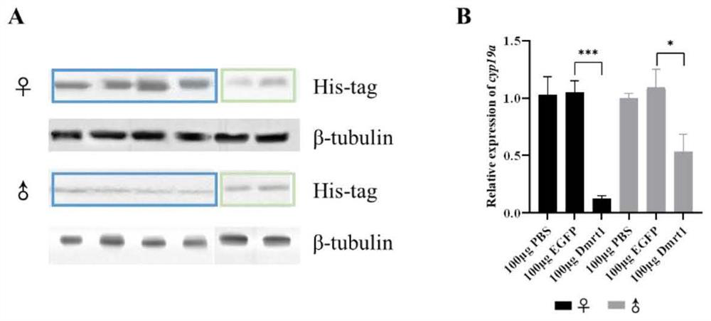 Paralichthys olivaceus male related Dmrt1 recombinant protein and application thereof