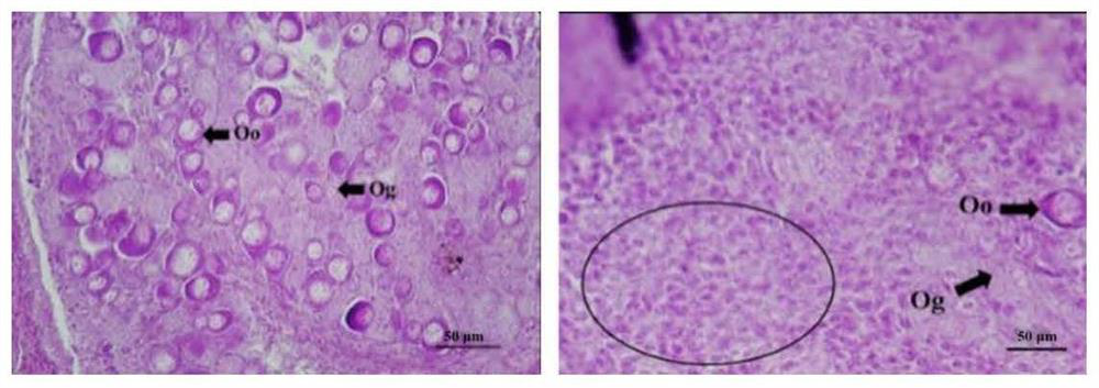 Paralichthys olivaceus male related Dmrt1 recombinant protein and application thereof