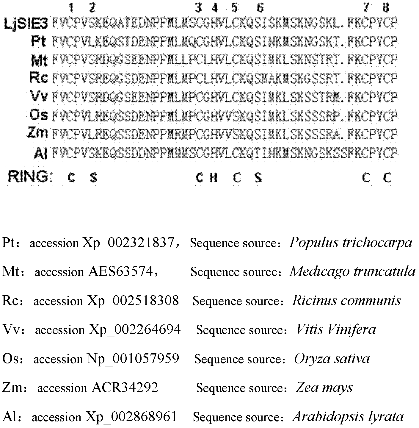 Ubiquitin ligase gene participating in symbiotic nodulation of leguminous plants, and application thereof