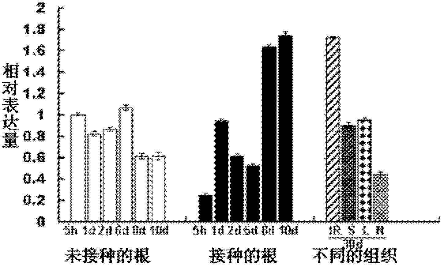 Ubiquitin ligase gene participating in symbiotic nodulation of leguminous plants, and application thereof