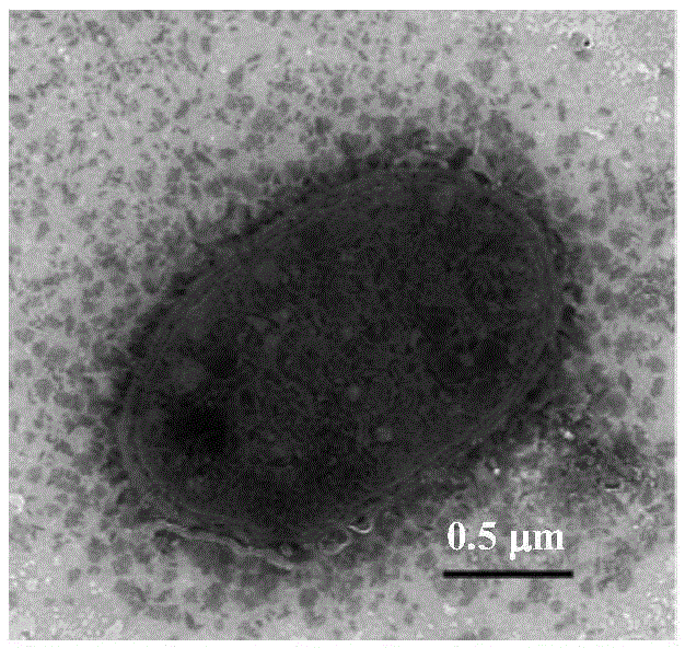 Metribuzin pesticide residue degrading bacteria, microbial agent produced through same and application of metribuzin pesticide residue degrading bacteria