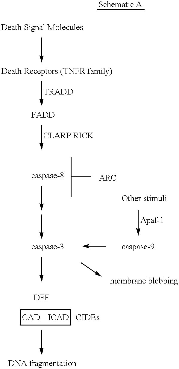 Compositions and methods for identifying apoptosis signaling pathway inhibitors and activators