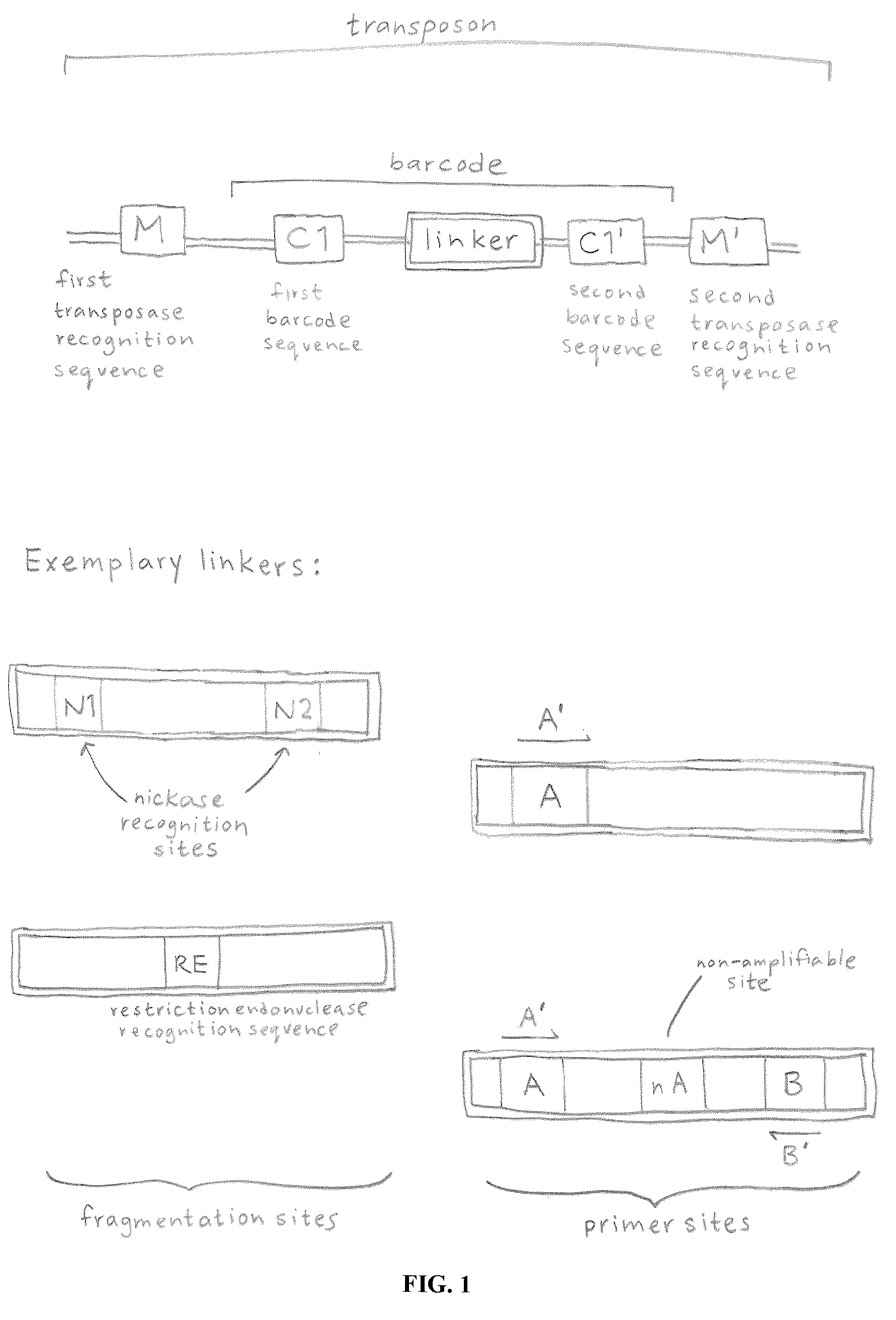 Linking sequence reads using paired code tags