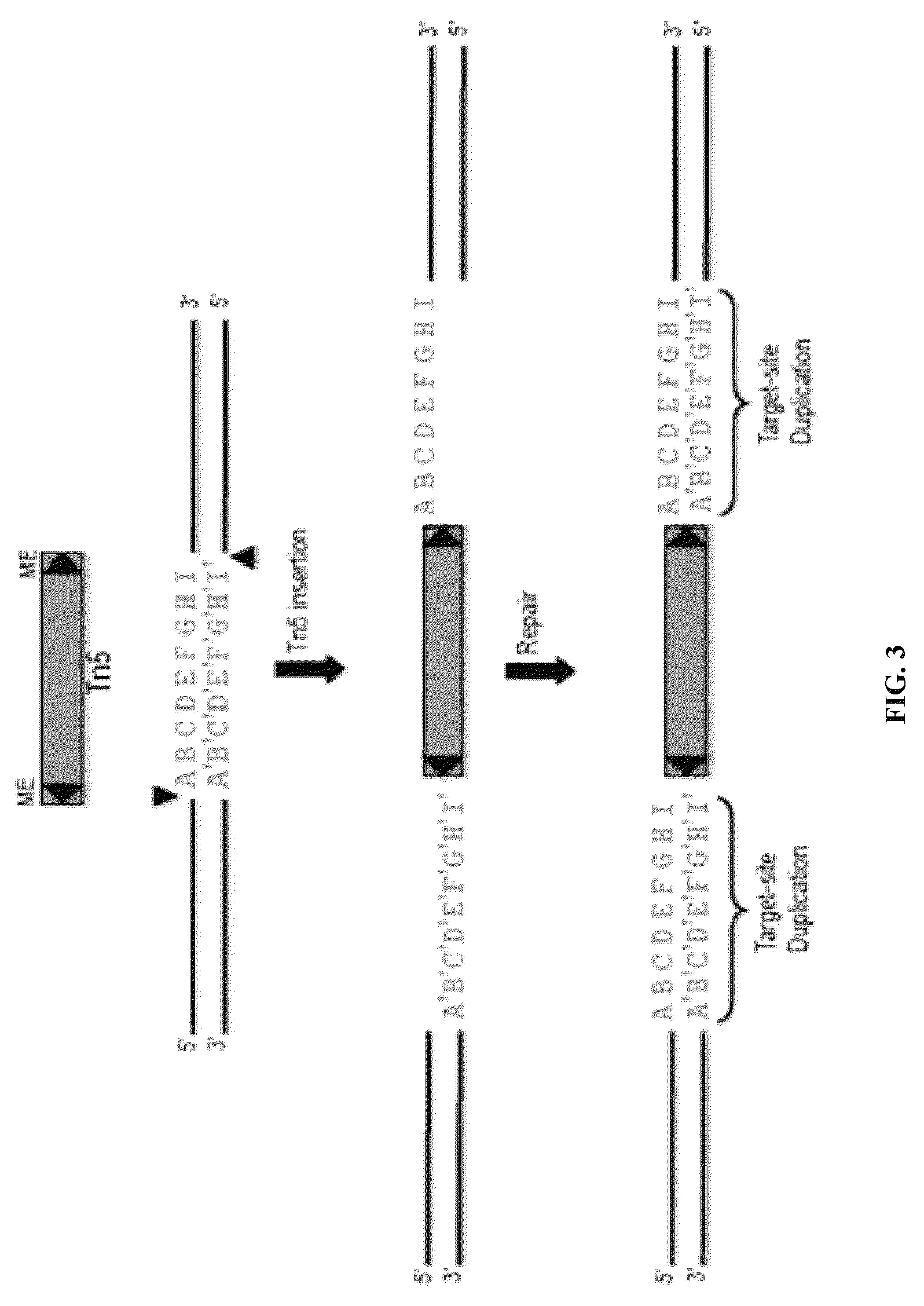 Linking sequence reads using paired code tags