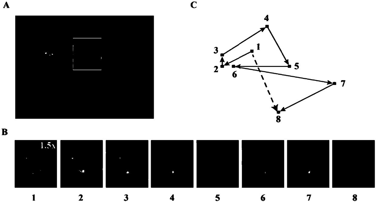 Construction method of human astrocytes stably expressing OXTR (oxytocin receptors)