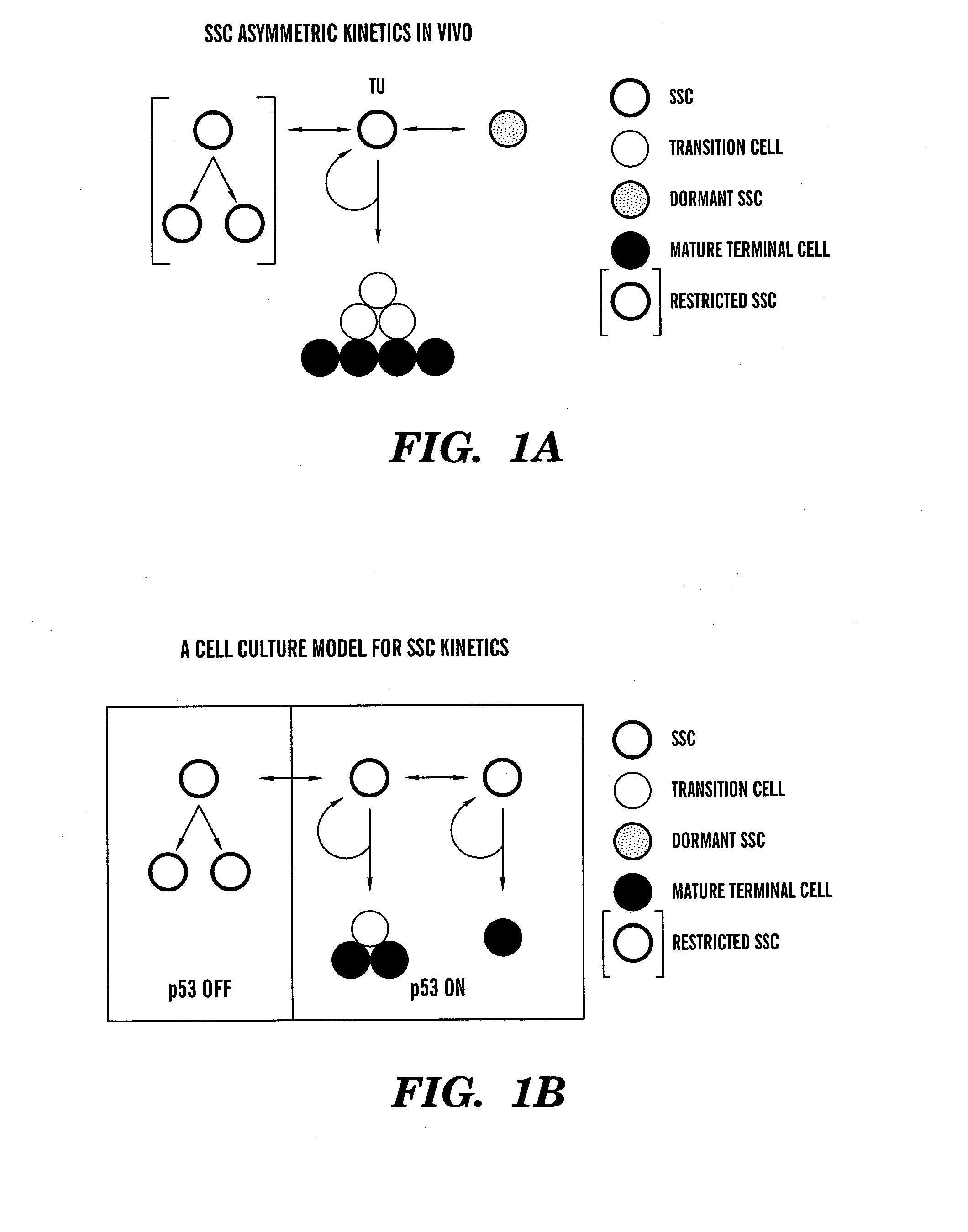 Methods for ex vivo propagation of somatic hair follicle stem cells