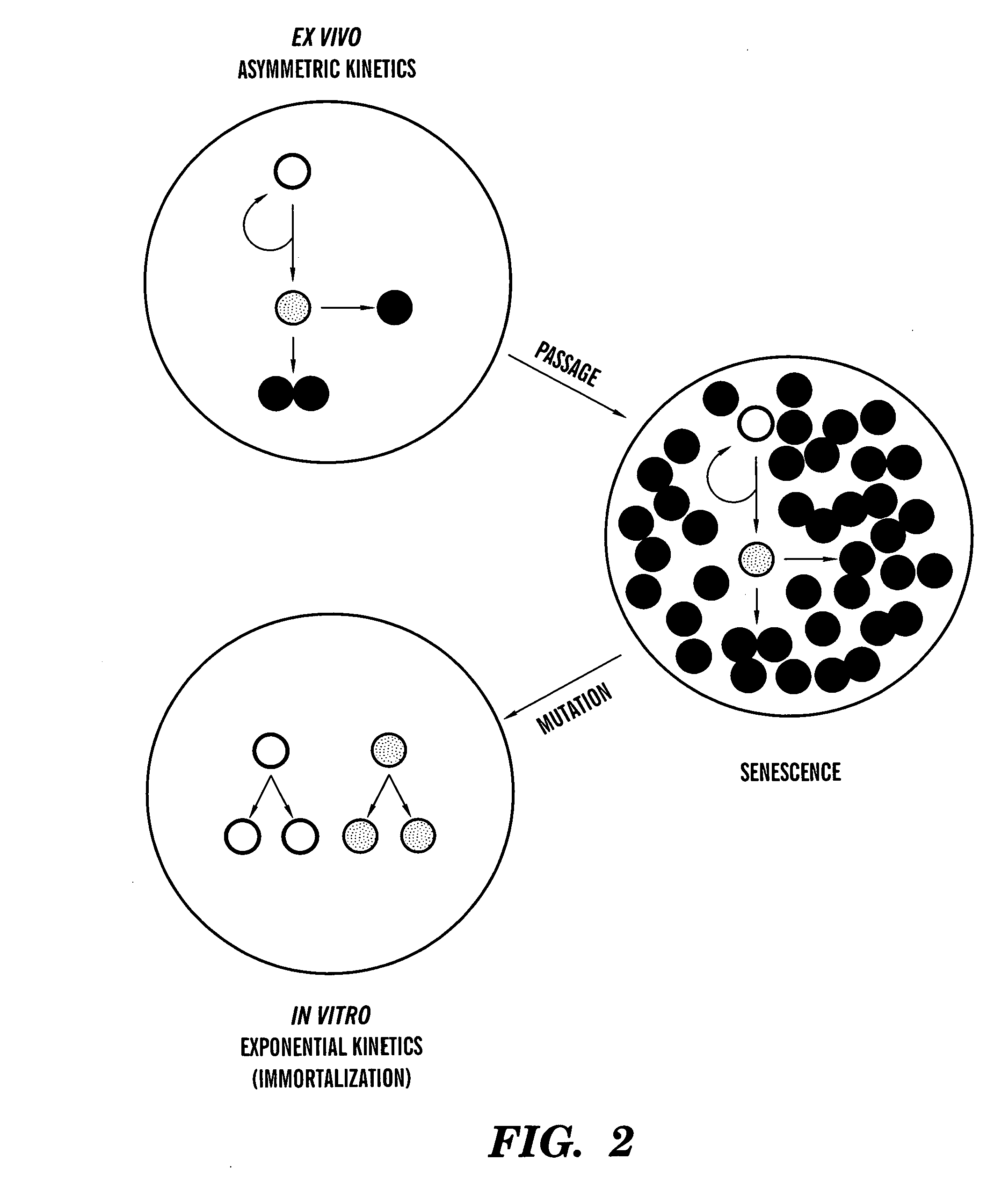 Methods for ex vivo propagation of somatic hair follicle stem cells