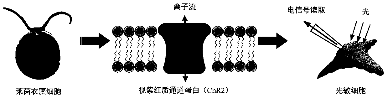 Manufacturing method of cell fusion photoelectric sensor and working method of imaging system thereof