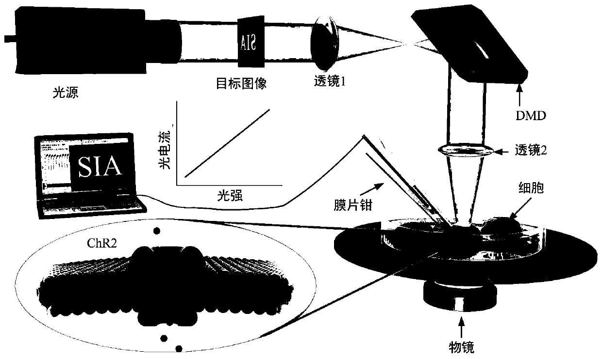 Manufacturing method of cell fusion photoelectric sensor and working method of imaging system thereof