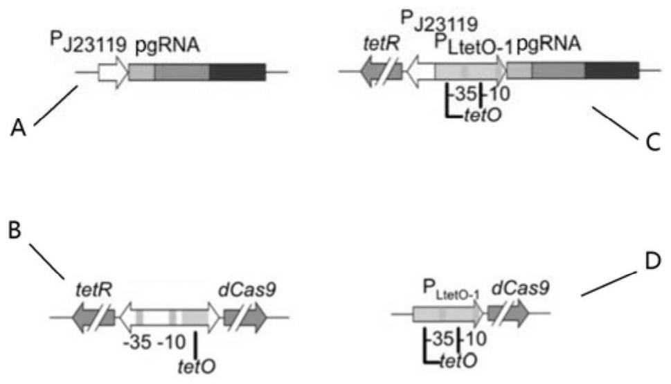 Plasmid for crispri system, method for its construction and application in targeted gene silencing of Yersinia pestis