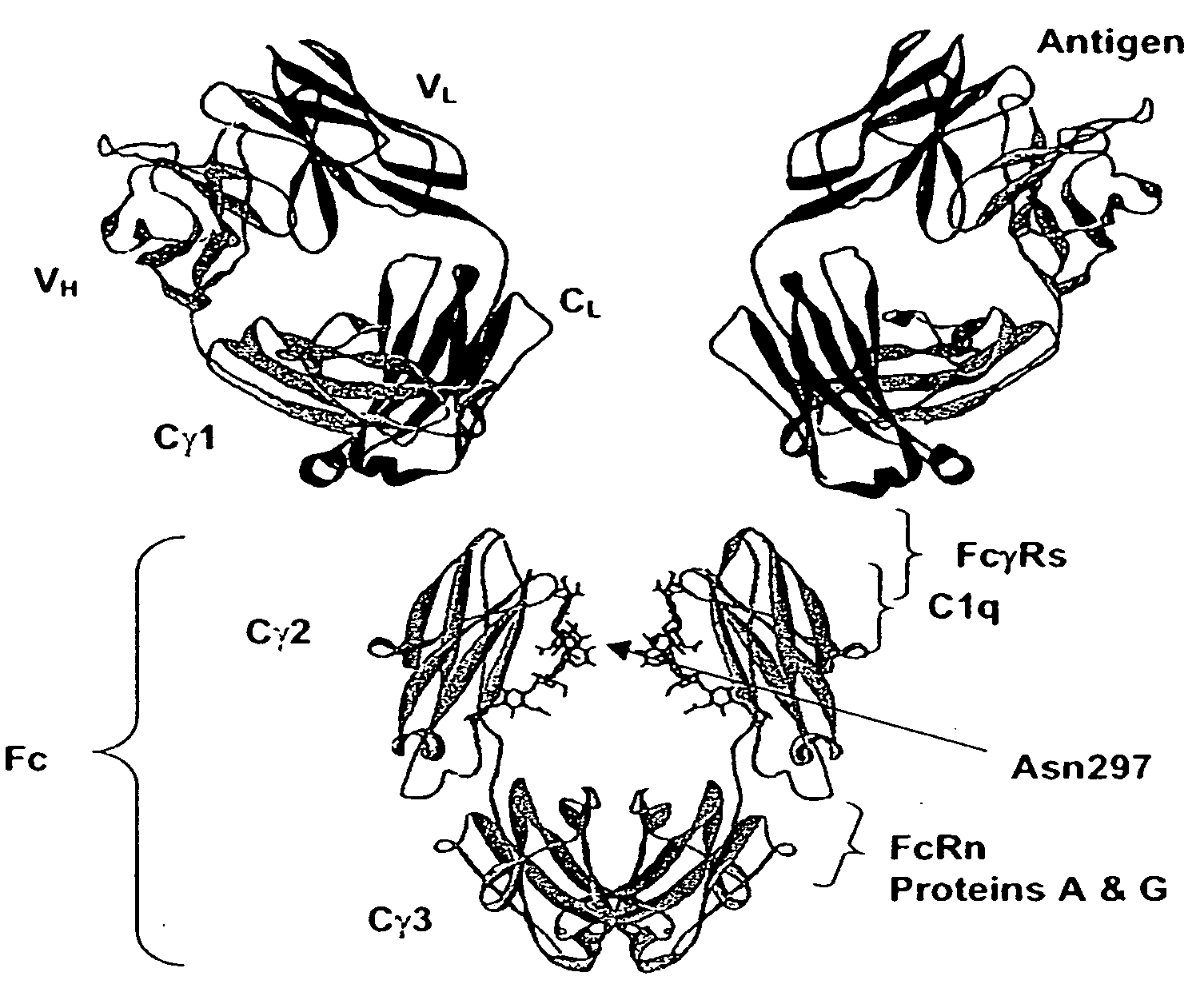 Optimized Fc variants