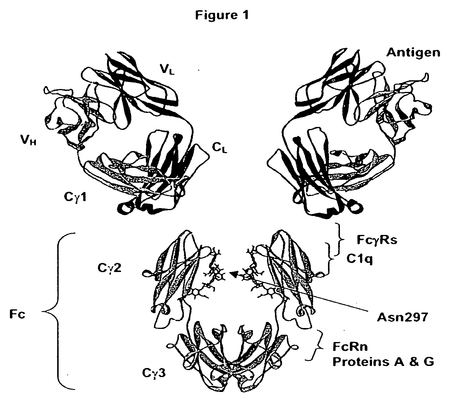 Optimized Fc variants