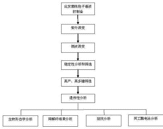 Grifola frondosa strain for producing polysaccharide with composite raw material of rice bran and wheat bran