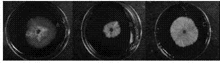 Grifola frondosa strain for producing polysaccharide with composite raw material of rice bran and wheat bran