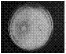 Grifola frondosa strain for producing polysaccharide with composite raw material of rice bran and wheat bran