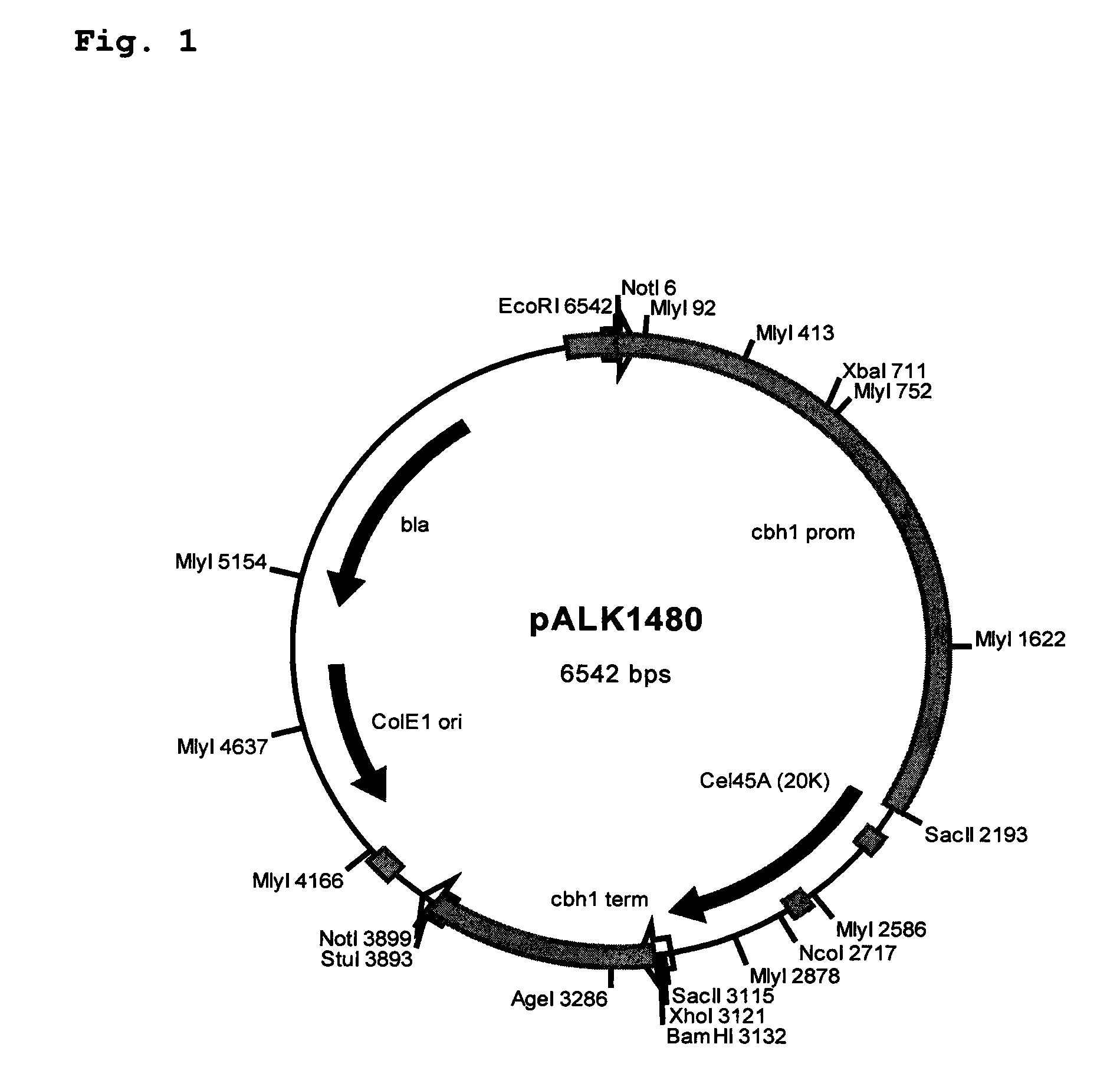 Novel Cellulases and Their Uses