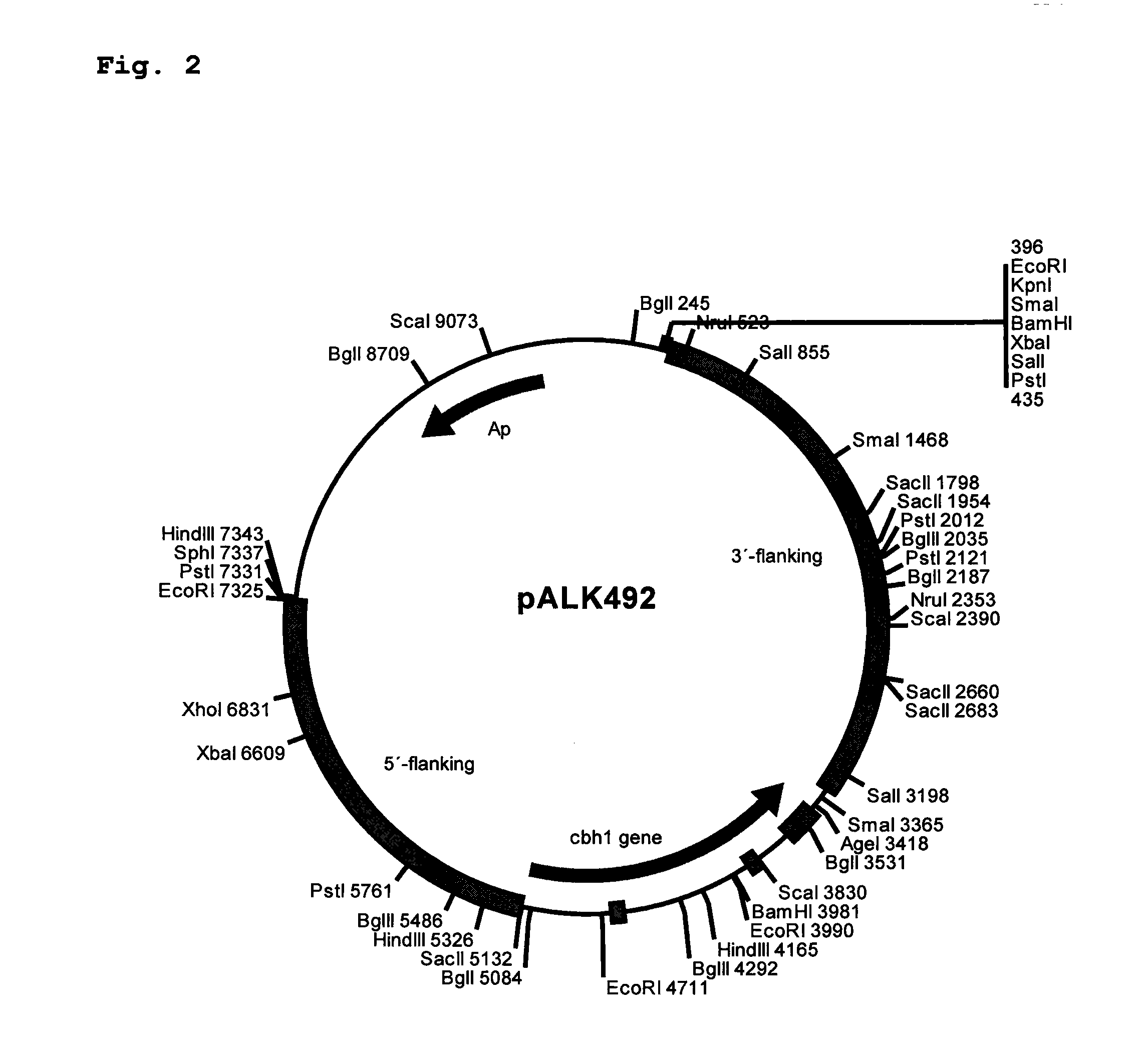 Novel Cellulases and Their Uses