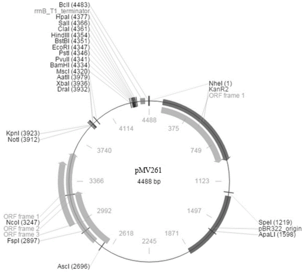 Application of Mycobacterium tuberculosis Rv1909c gene to preparation of medicaments for treating latent infection of Mycobacterium tuberculosis