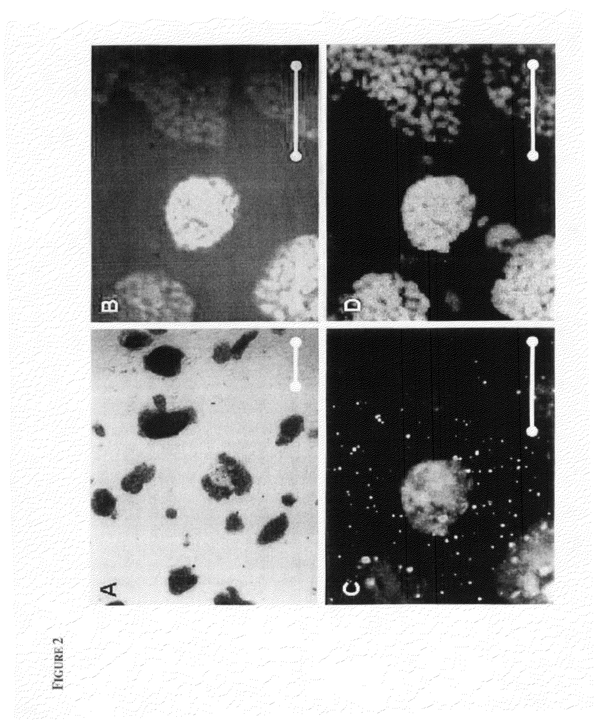 Derivation of embryonic stem cells