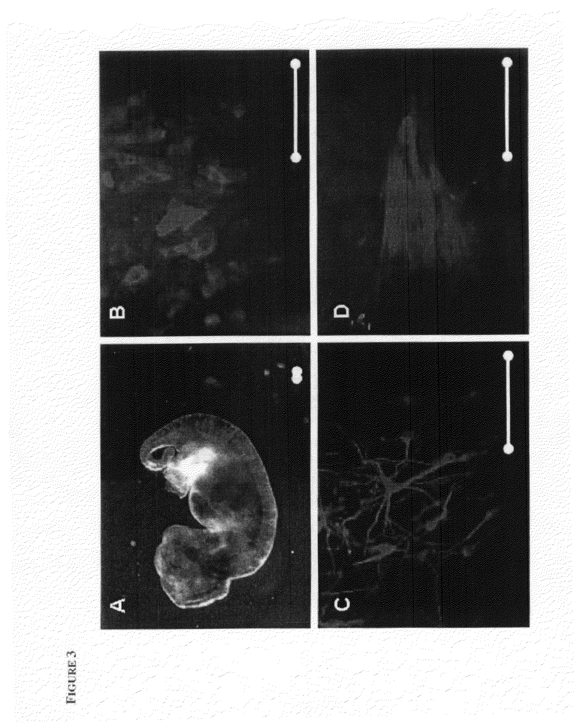 Derivation of embryonic stem cells