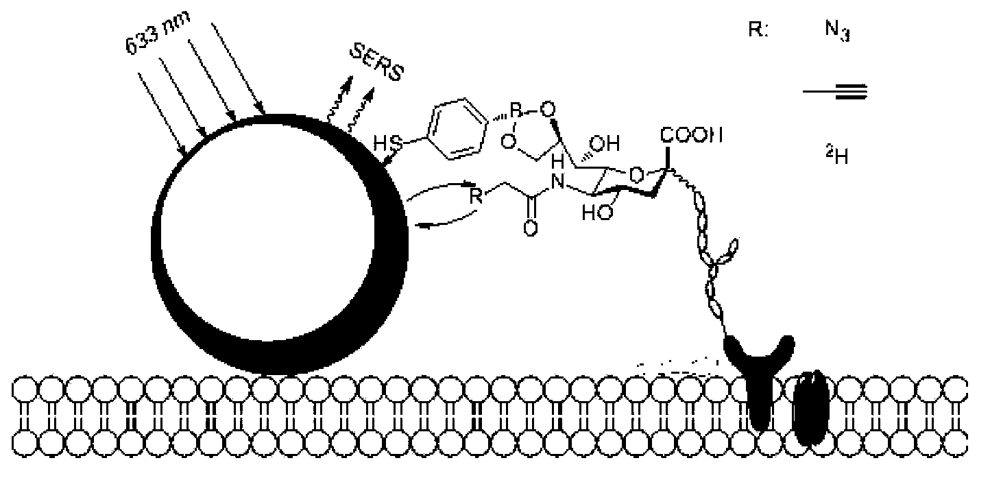 4-mercaptophenyl boronic acid-modified gold nanoparticles and method for detecting sugar marker on cell surface by using gold nanoparticles